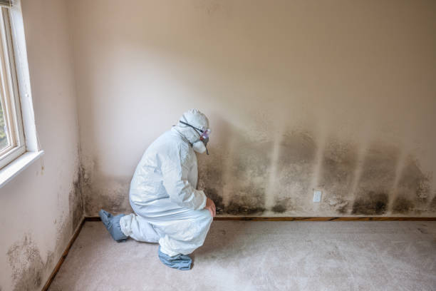 Professional Mold Removal in White Hall, AR