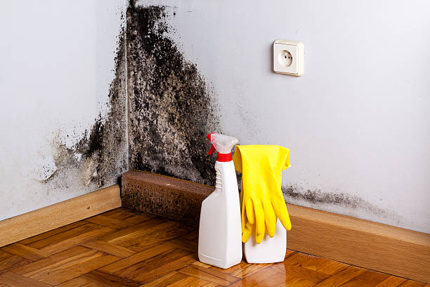 Best Same-Day Mold Removal  in White Hall, AR